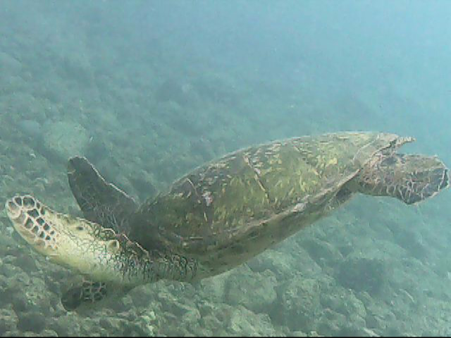 Day 18 snorkeling-   Turtle